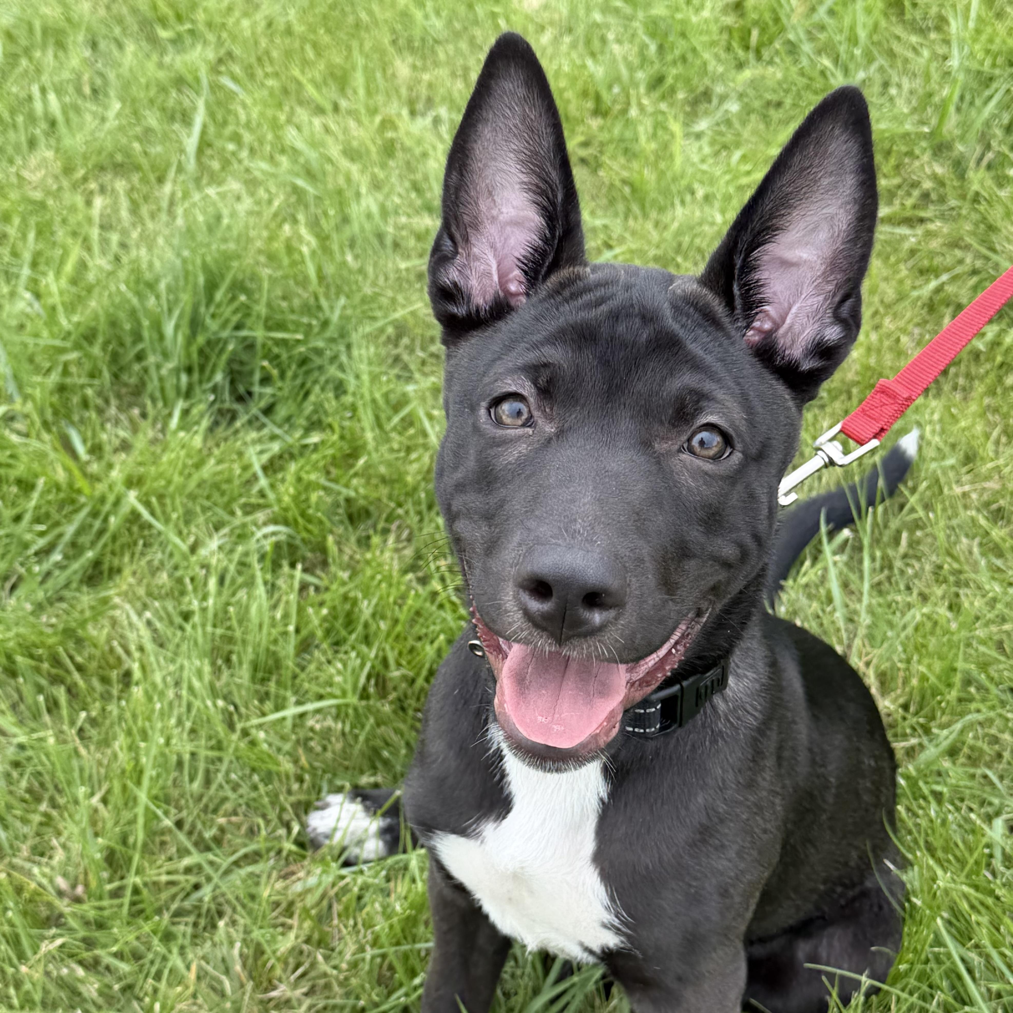 Sage, adoptable, Puppy Male German Shepherd Dog.