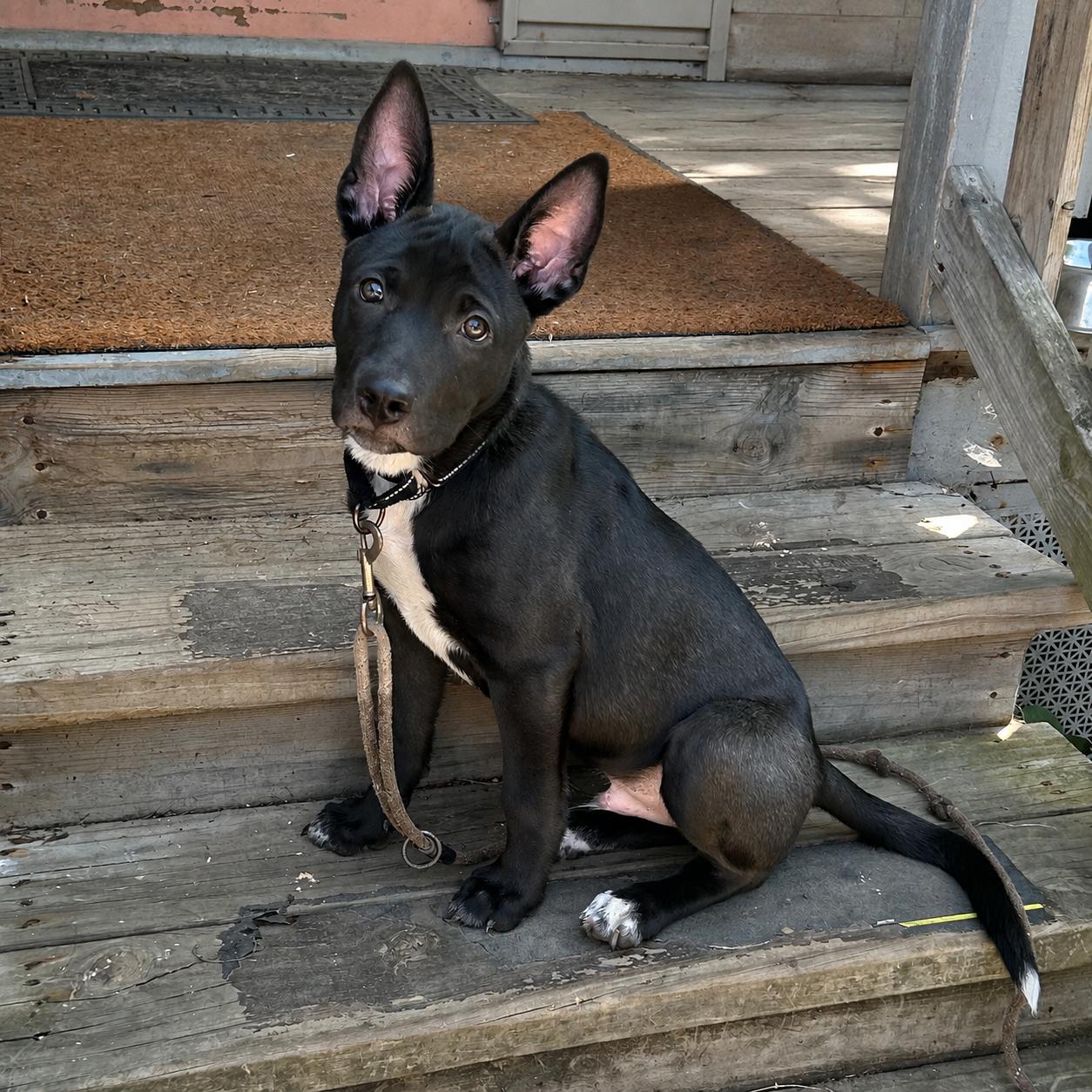 Sage, an adoptable mixed breed in Libertyville, IL image 5/5