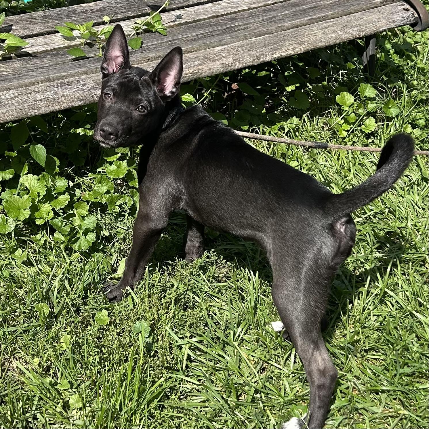 Sage, an adoptable mixed breed in Libertyville, IL image 3/5