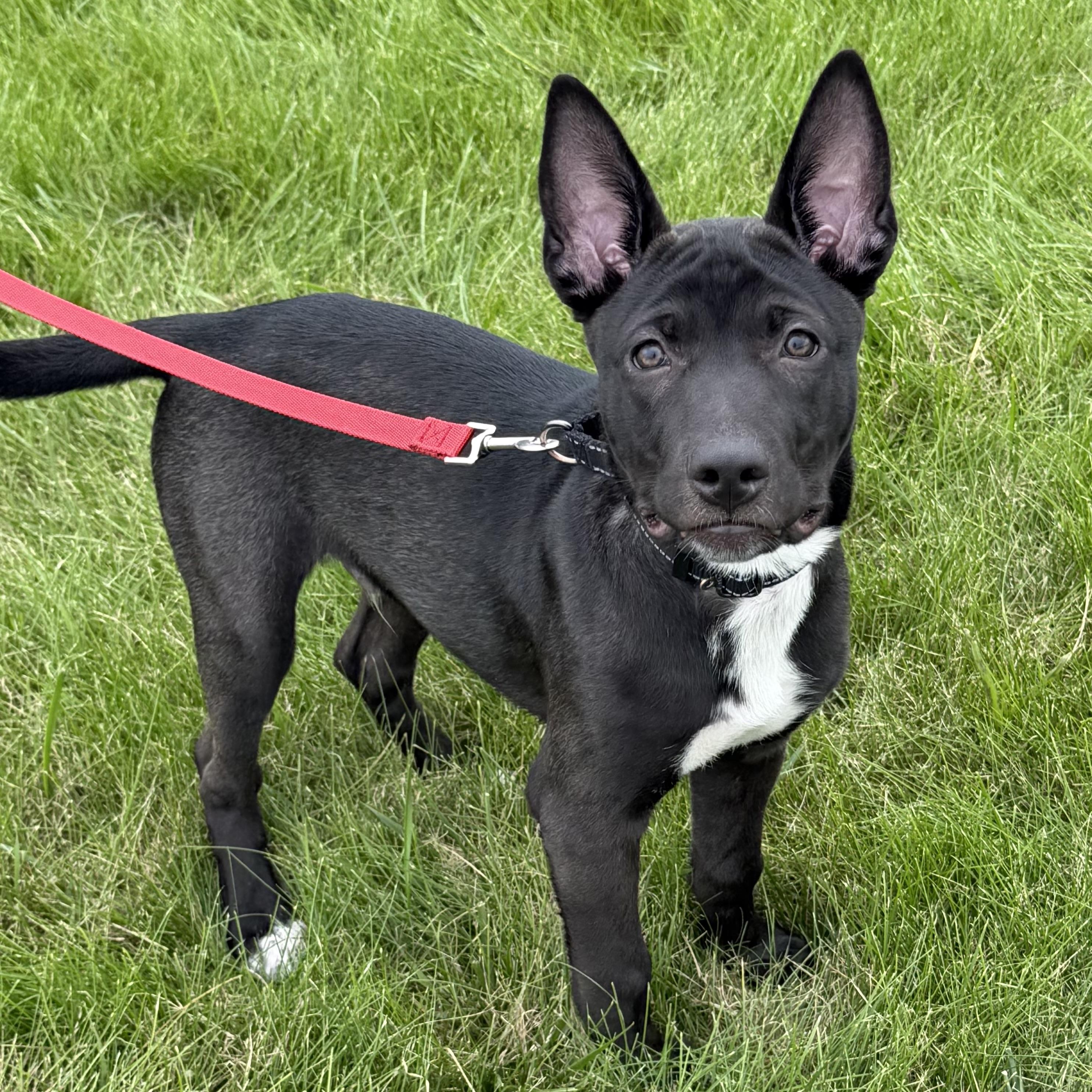 Enlarge Sage, a Adoptable mixed breed in Libertyville, IL image 6/6