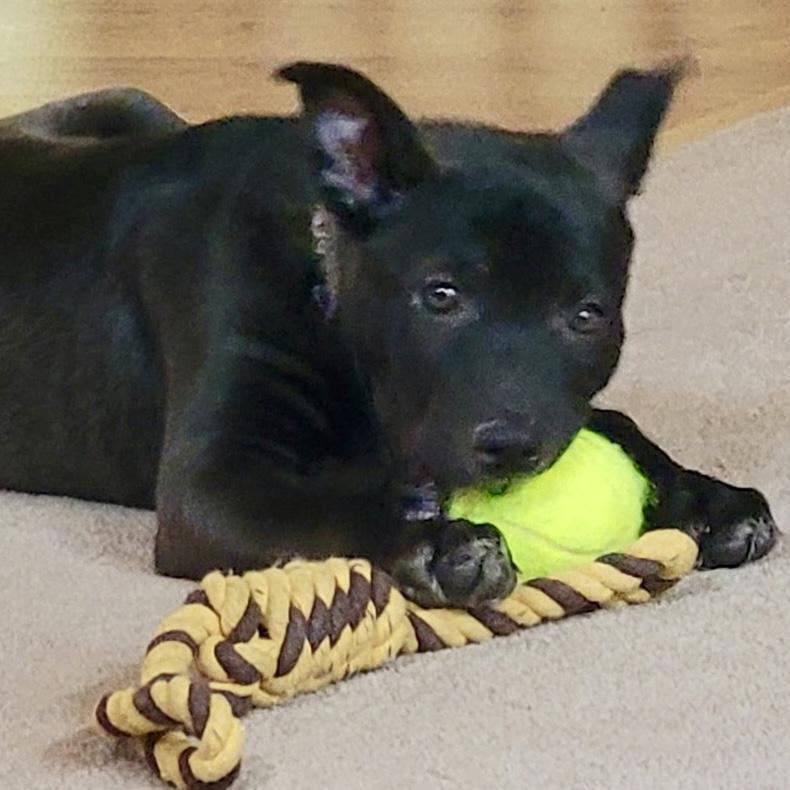 Sage, an adoptable mixed breed in Libertyville, IL image 2/5