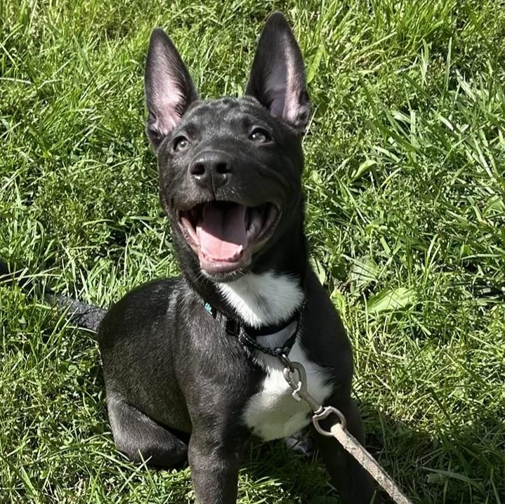 Sage, adoptable, Puppy Male German Shepherd Dog.