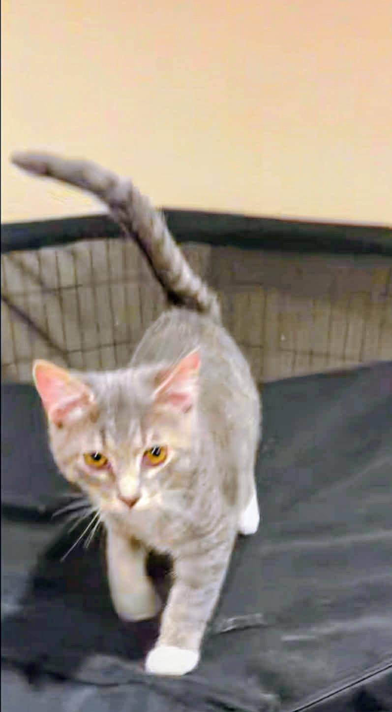 Enlarge Tom, a Adoptable Domestic Short Hair in Syosset, NY image 2/5
