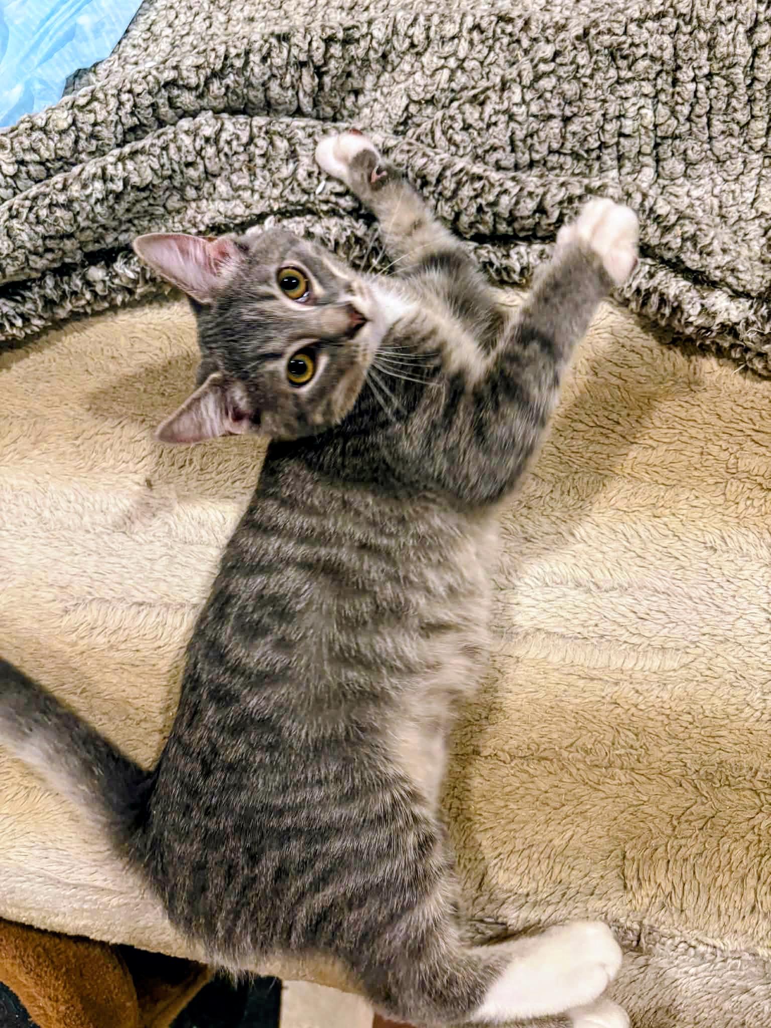 Enlarge Tom, a Adoptable Domestic Short Hair in Syosset, NY image 3/5