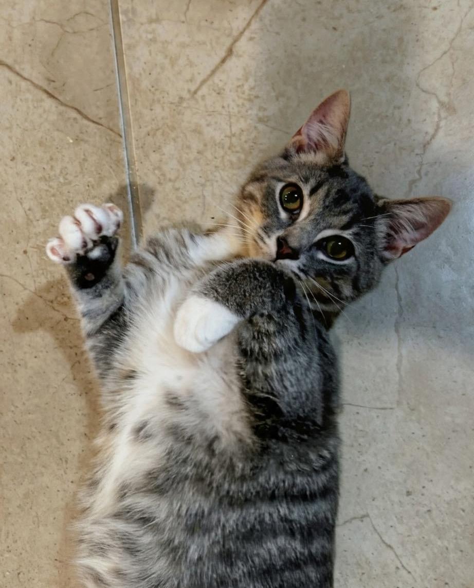 Enlarge Tom, a Adoptable Domestic Short Hair in Syosset, NY image 5/5