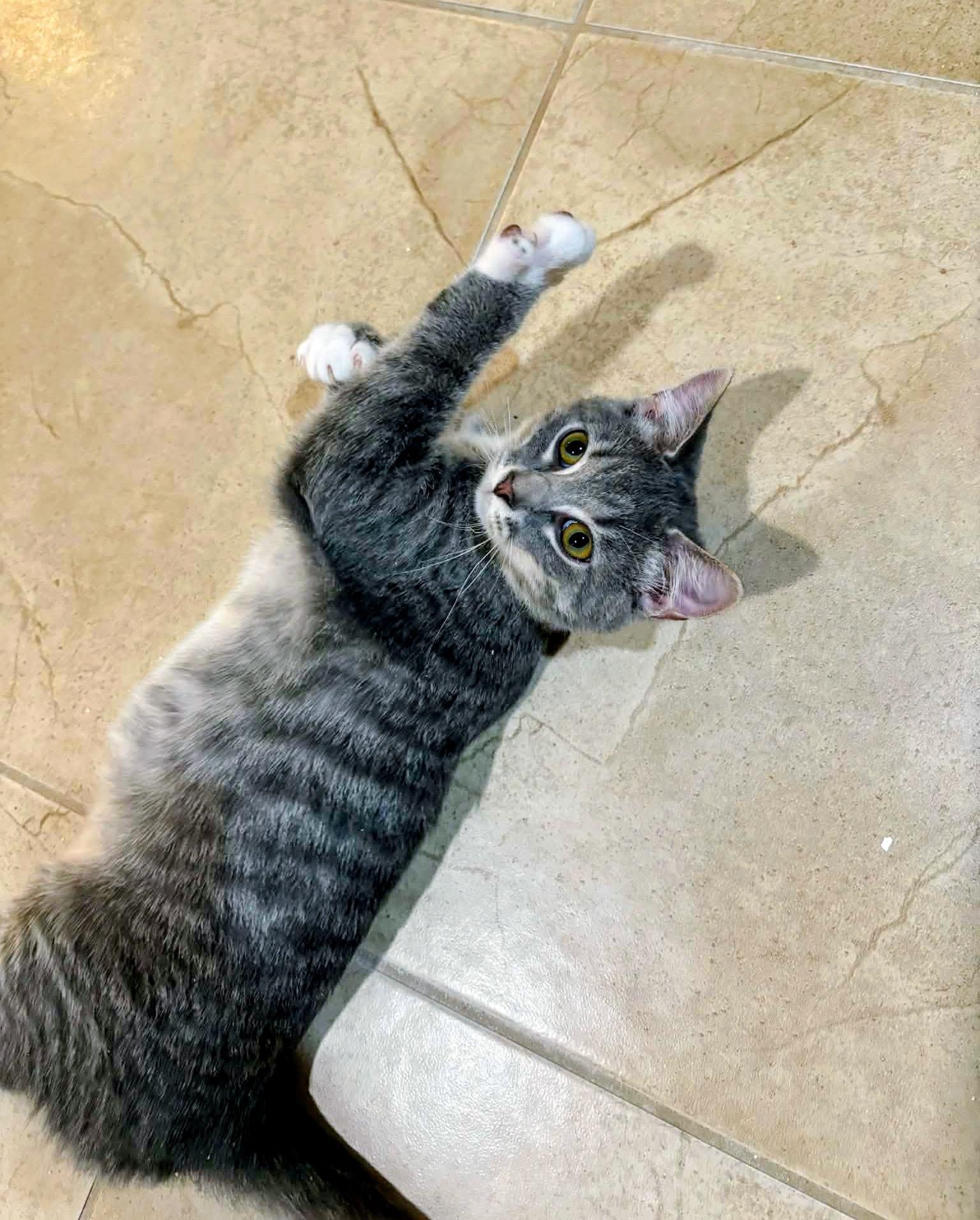 Enlarge Tom, a Adoptable Domestic Short Hair in Syosset, NY image 4/5