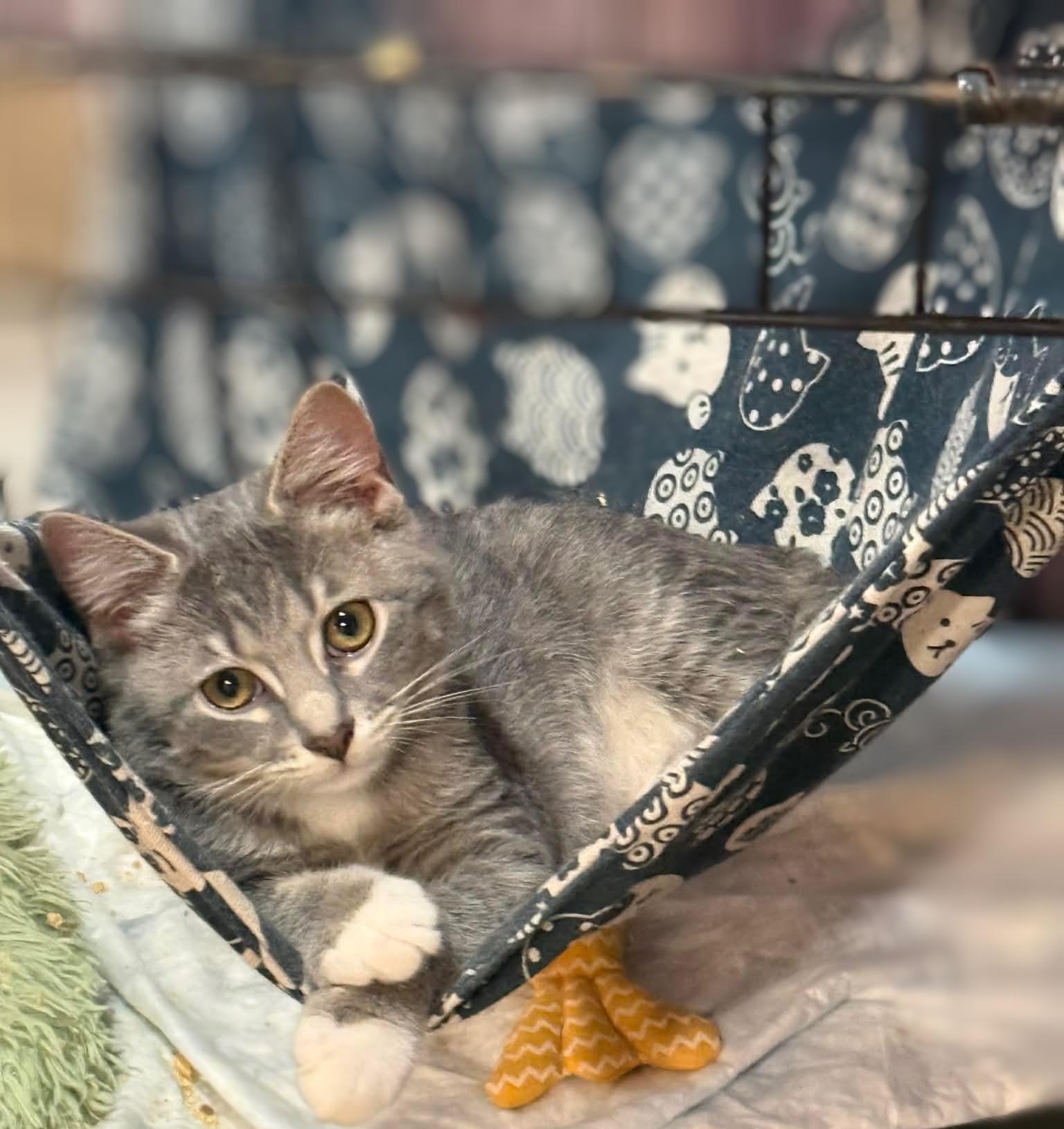 Tom, Adoptable, Kitten Male Domestic Short Hair.
