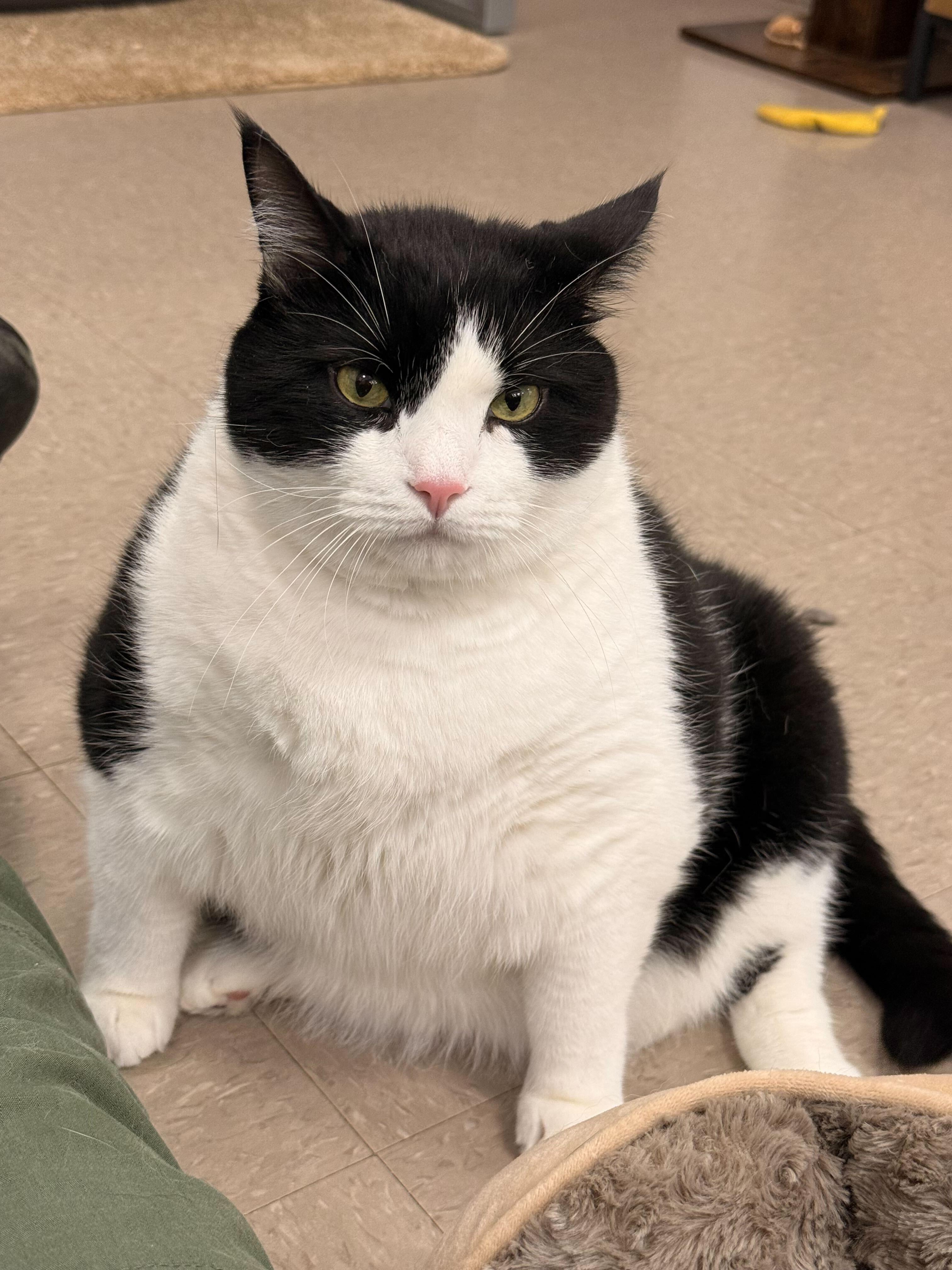 Enlarge Socks, a Adoptable American Shorthair in Maidens, VA image 3/4