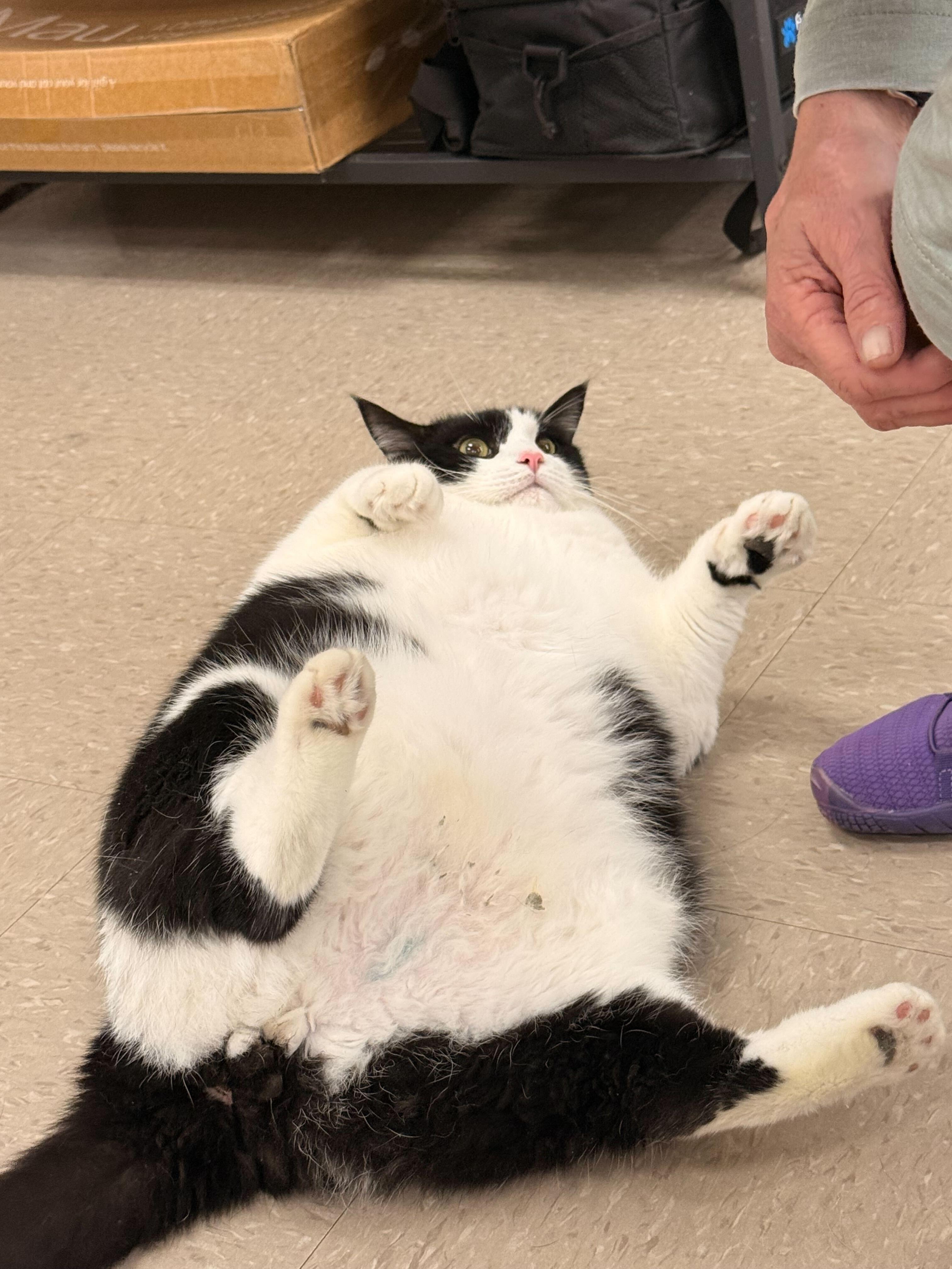 Socks, Adoptable, Adult Male American Shorthair.