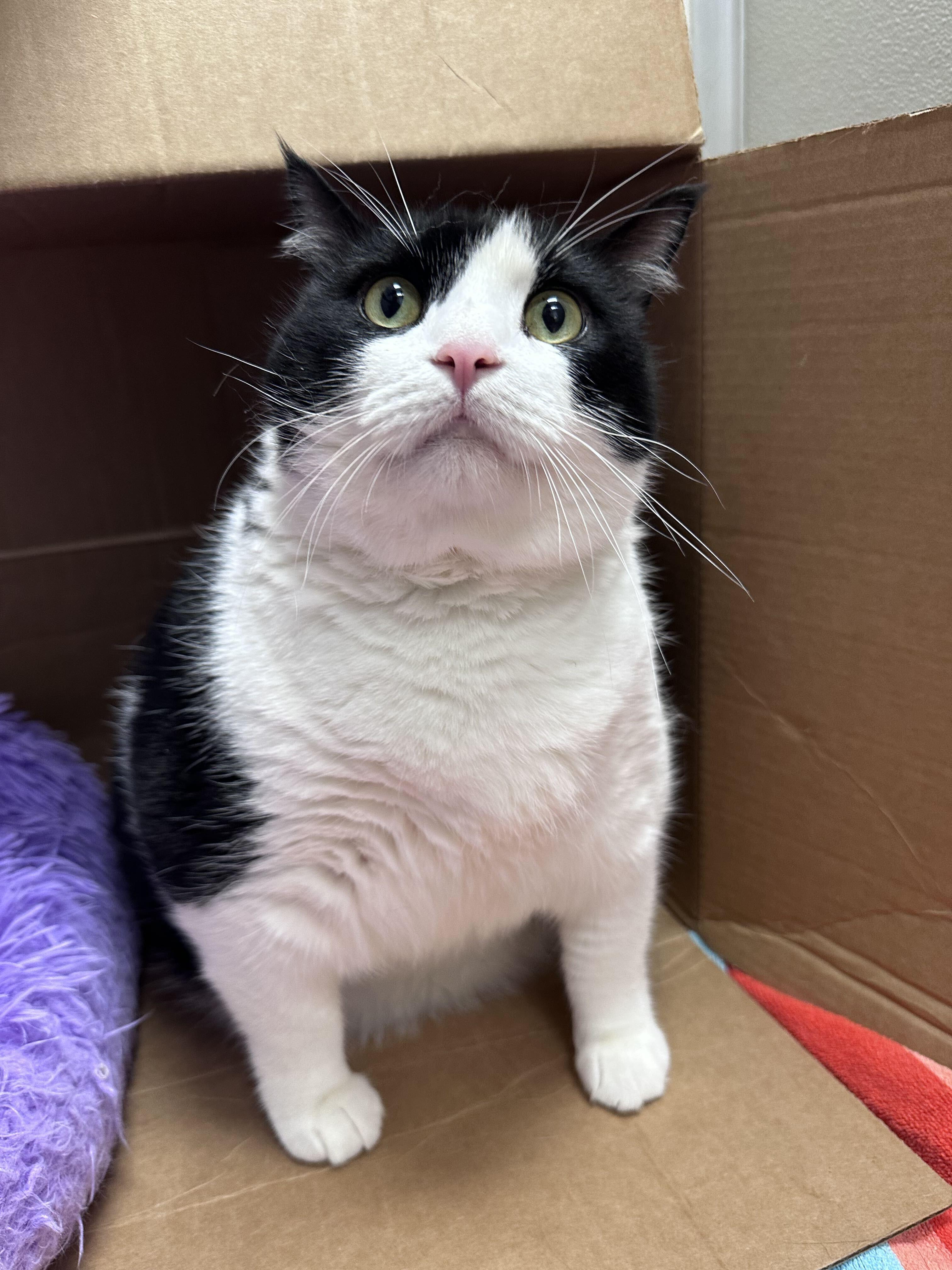 Enlarge Socks, a Adoptable American Shorthair in Maidens, VA image 4/4
