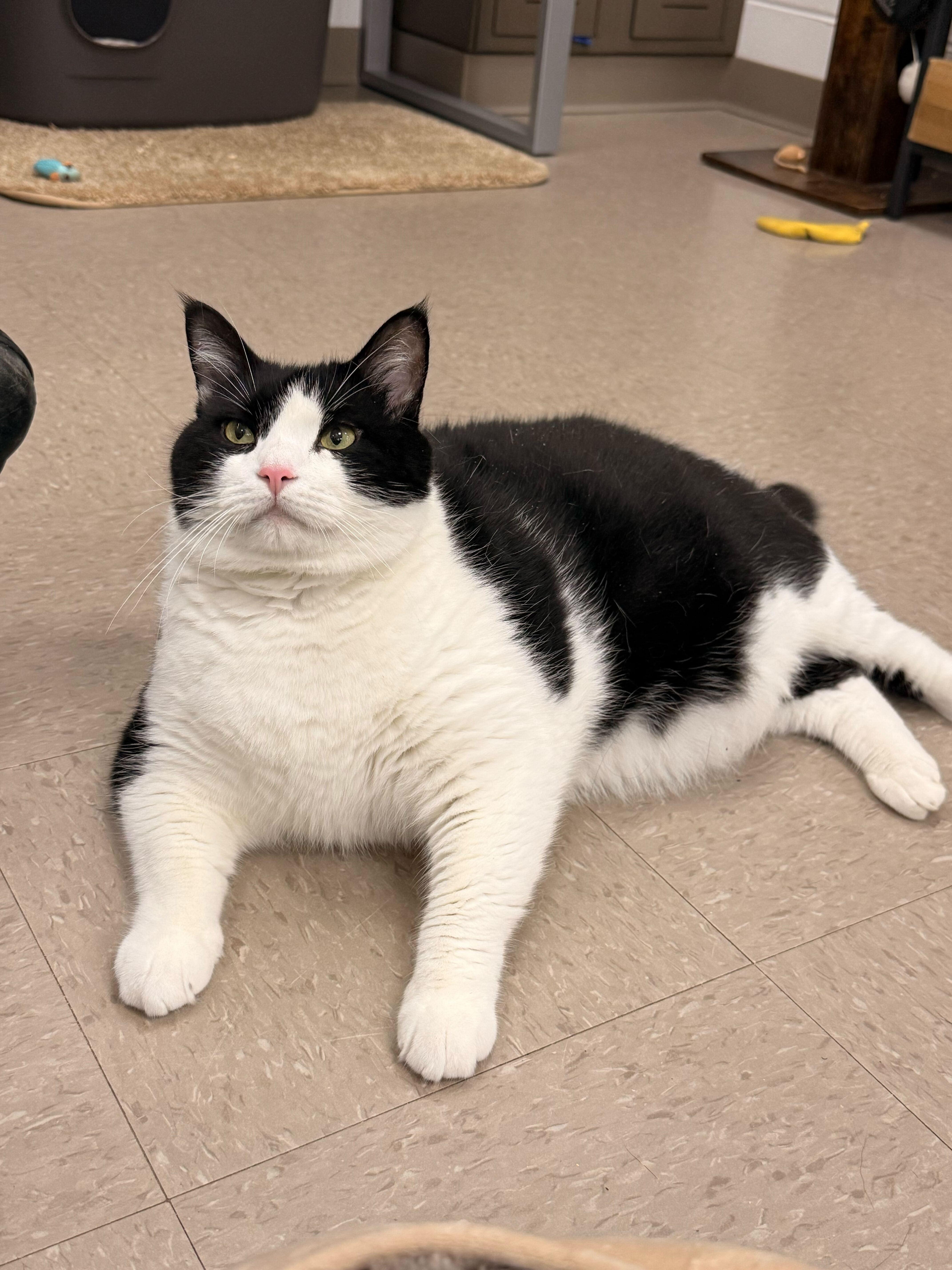 Enlarge Socks, a Adoptable American Shorthair in Maidens, VA image 2/4