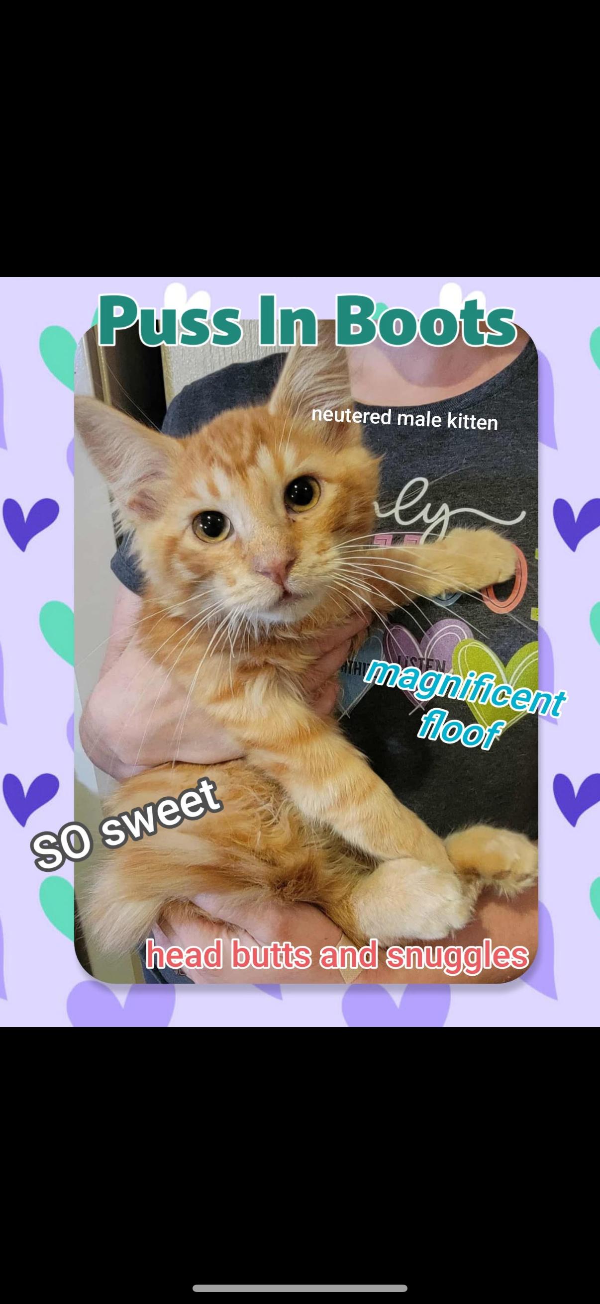 Puss In Boots, Adoptable, Young Male Domestic Short Hair.