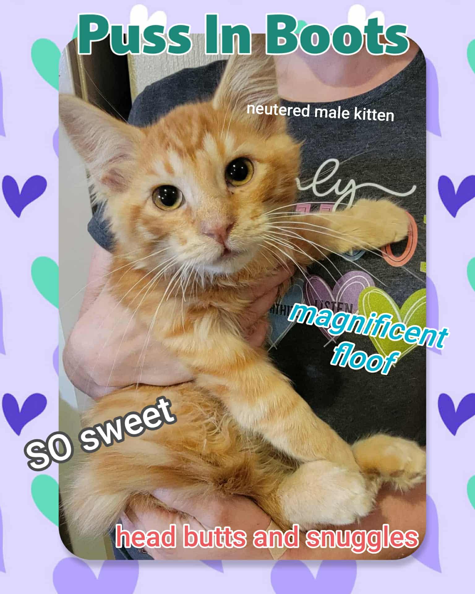 Puss In Boots, a Adoptable Domestic Short Hair in Brigham City, UT image 2/2