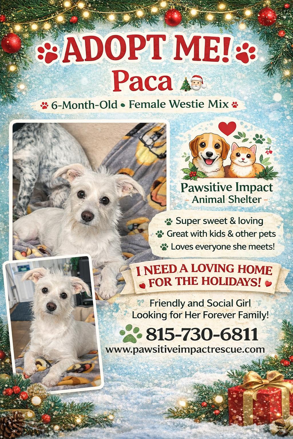 Paca , ADOPTABLE, Young Female West Highland White Terrier / Westie & Maltese.