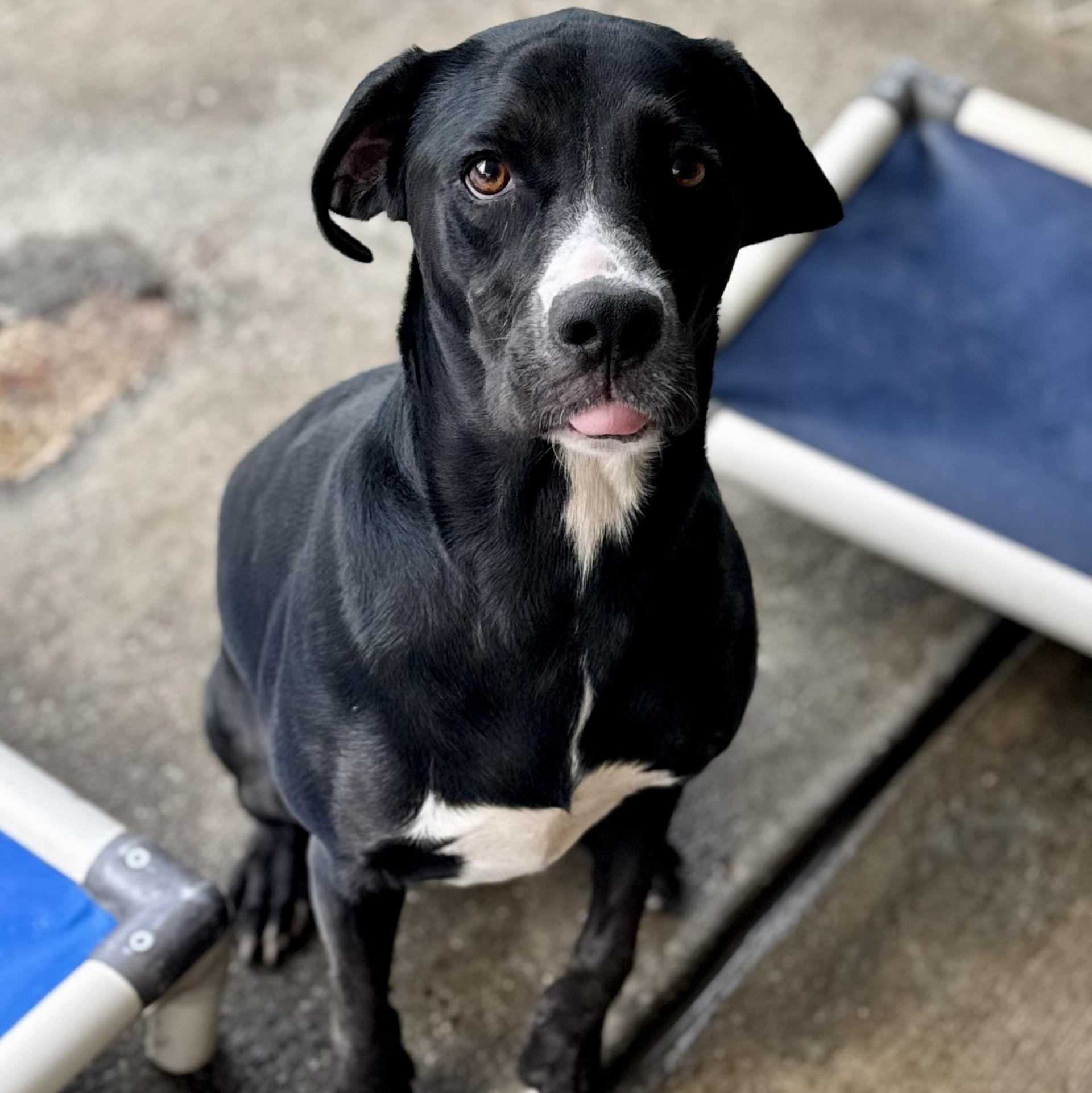 King Moonracer (CONC-A-79), a Adoptable Mixed Breed in Concord, NC image 3/4