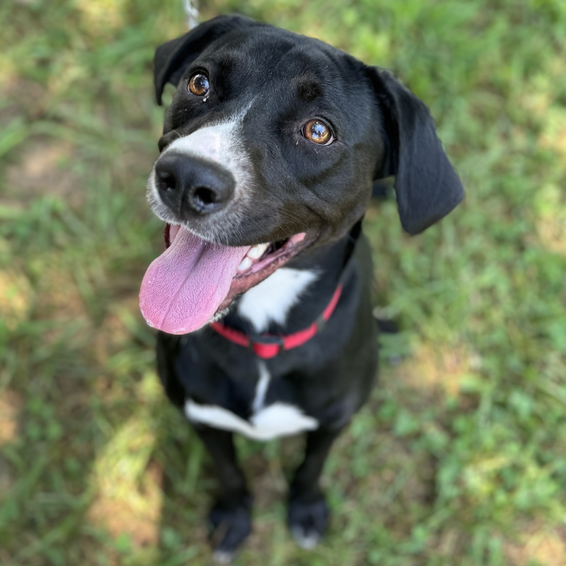 King Moonracer (CONC-A-79), a Adoptable Mixed Breed in Concord, NC image 1/4