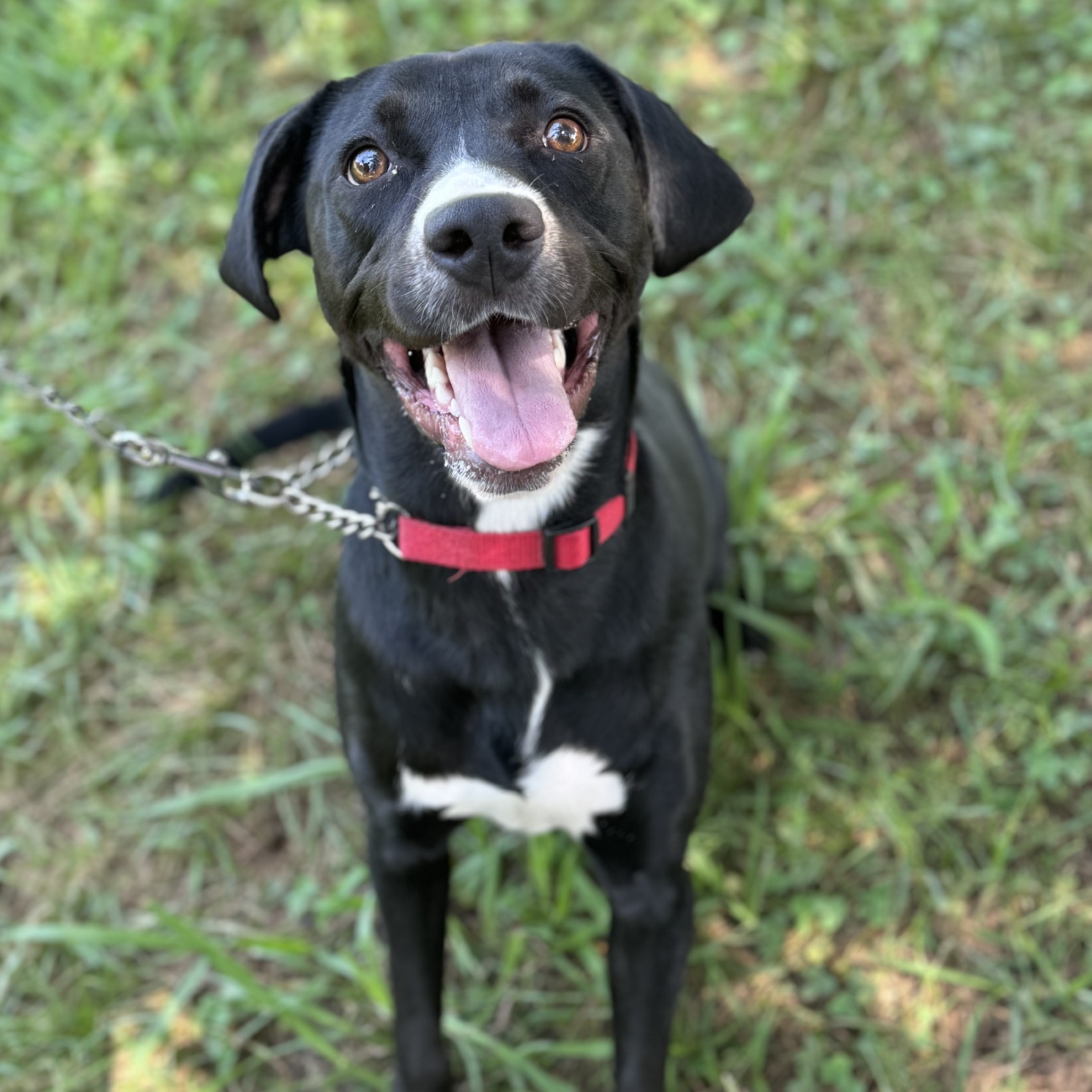 King Moonracer (CONC-A-79), a Adoptable Mixed Breed in Concord, NC image 2/4