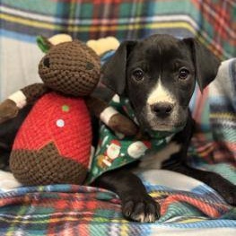 King Moonracer (CONC-A-79), a Adoptable Mixed Breed in Concord, NC image 4/4