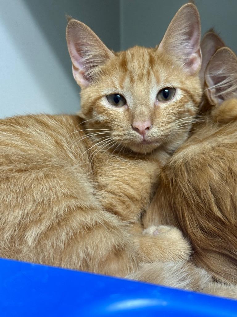 Enlarge Ares, a Adoptable mixed breed in Danielsville, GA image 1/1