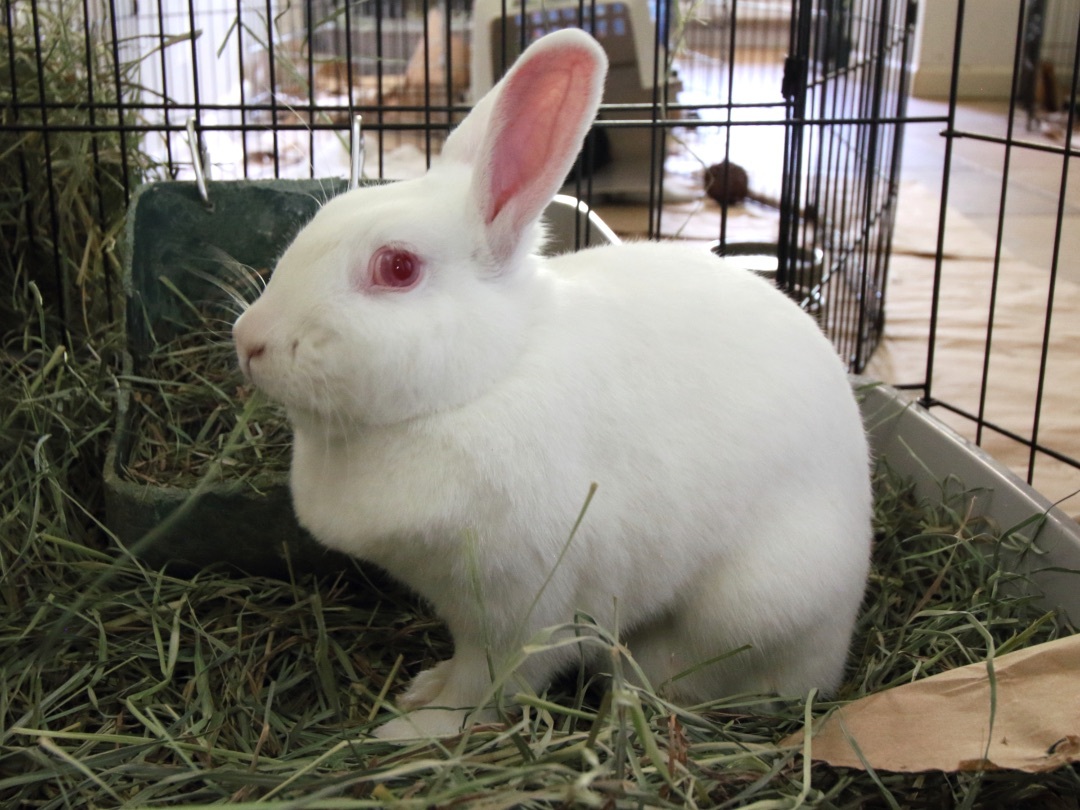 Enlarge Snow, a Adopted Bunny Rabbit in Vacaville, CA image 1/4