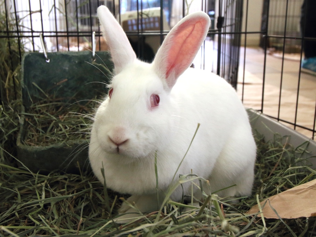 Enlarge Snow, a Adopted Bunny Rabbit in Vacaville, CA image 2/4