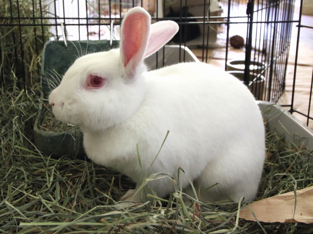 Enlarge Snow, a Adopted Bunny Rabbit in Vacaville, CA image 3/4