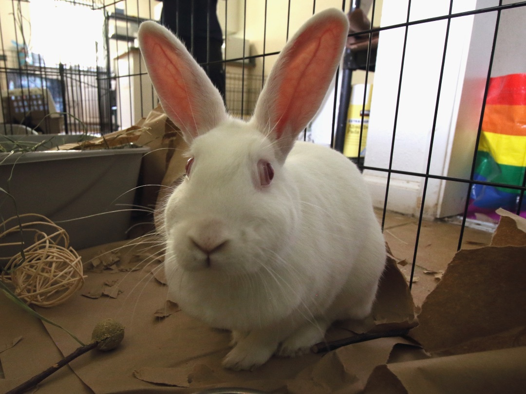 Enlarge Snow, a Adopted Bunny Rabbit in Vacaville, CA image 4/4