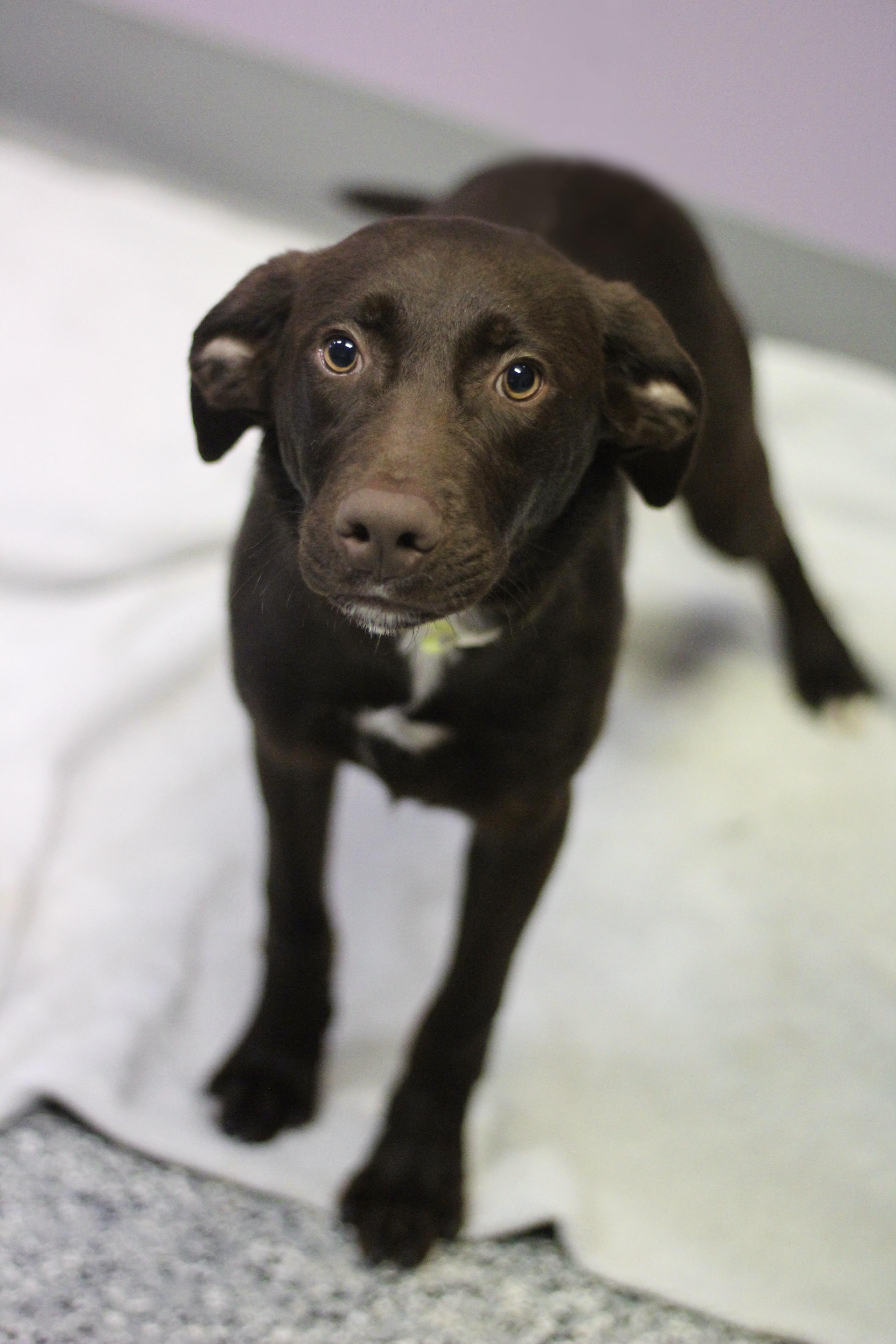 Enlarge McLaren in NH. Come Meet our Adoptable Dogs Wednesday-Saturday. More info in Bio, a Adoptable mixed breed in Manchester, NH image 2/3