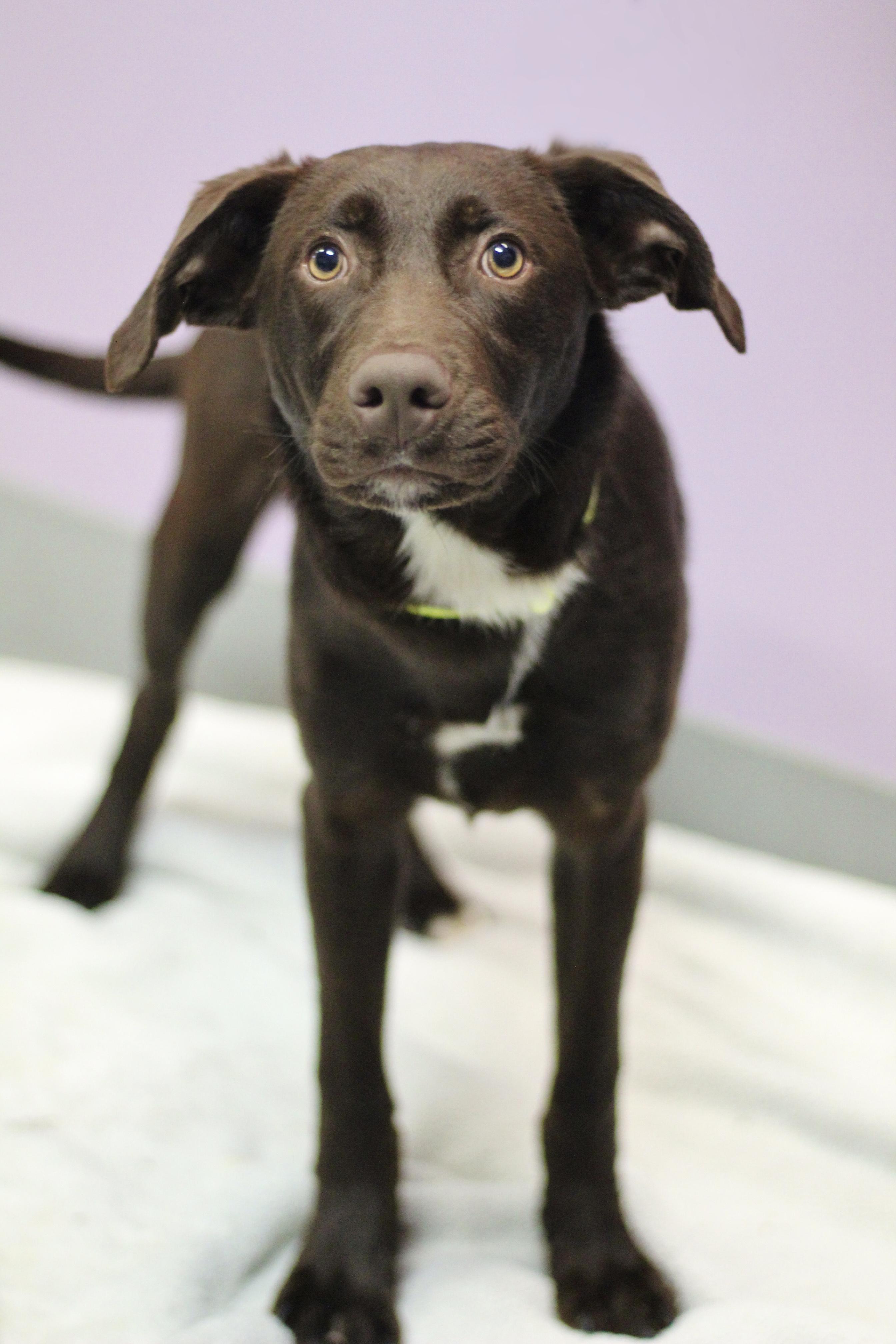 McLaren in NH. Come Meet our Adoptable Dogs Wednesday-Saturday. More info in Bio, Adoptable, Puppy Male Chocolate Labrador Retriever.