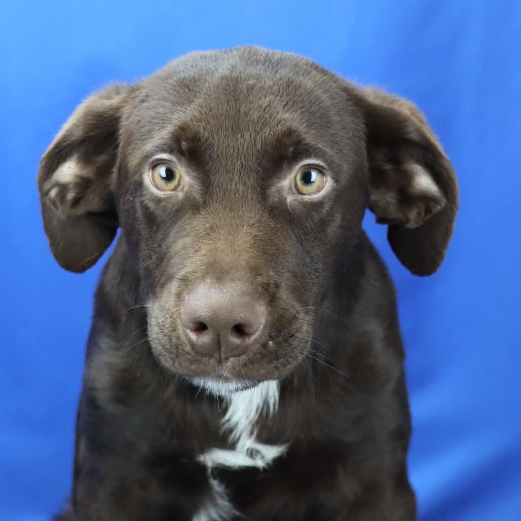 Enlarge McLaren in NH. Come Meet our Adoptable Dogs Wednesday-Saturday. More info in Bio, a Adoptable mixed breed in Manchester, NH image 3/3