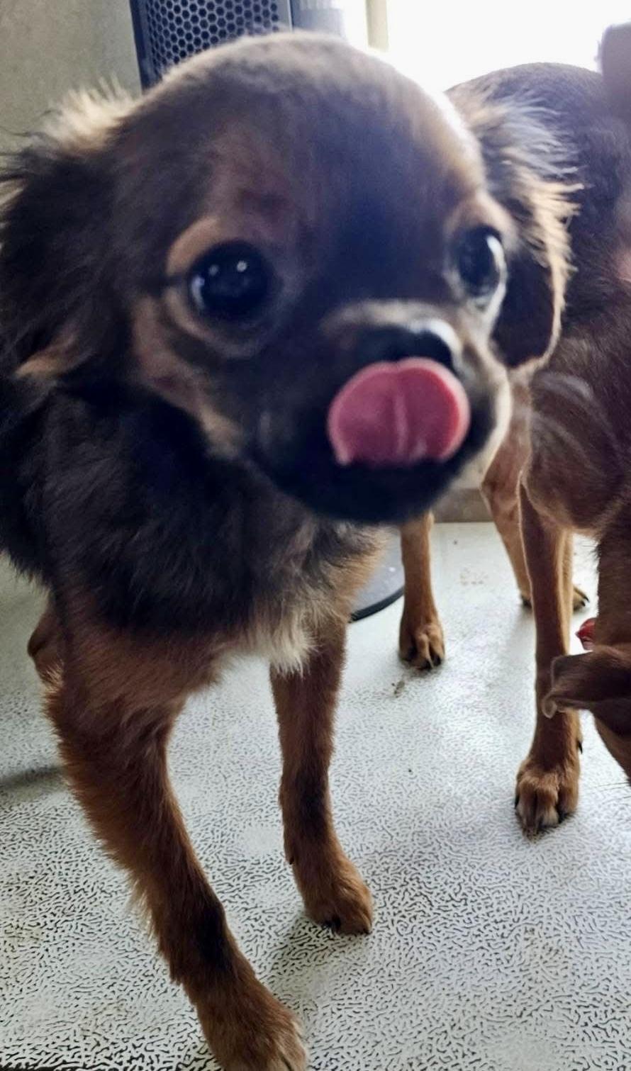 Enlarge Tootsie, a Adoptable mixed breed in Pocatello, ID image 2/5