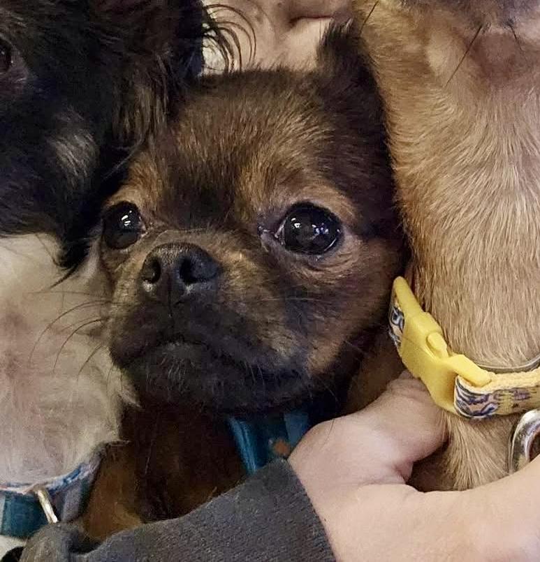 Enlarge Tootsie, a Adoptable mixed breed in Pocatello, ID image 3/5