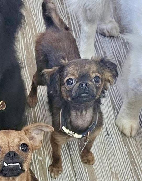 Enlarge Tootsie, a Adoptable mixed breed in Pocatello, ID image 4/5