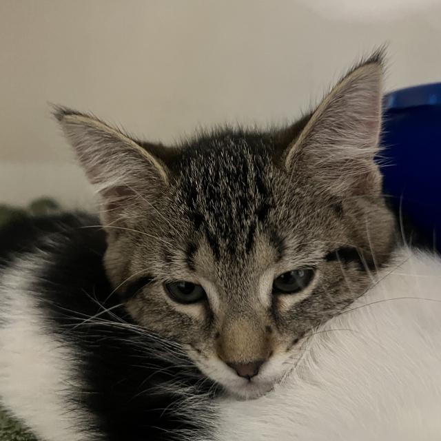 Wemberly C21577, Baby Female Domestic Short Hair