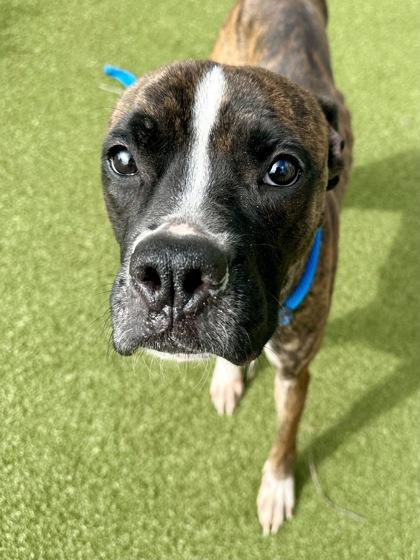 Layla Ali, Adoptable, Adult Female Mixed Breed & Mixed Breed.