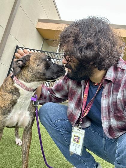 Layla Ali, a Adoptable mixed breed in Wichita, KS image 2/3