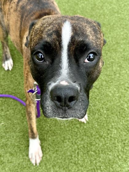 Layla Ali, a Adoptable mixed breed in Wichita, KS image 3/3