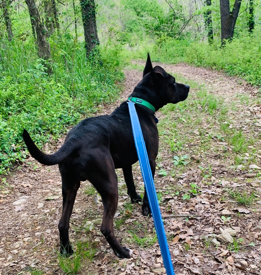 Raymond , a Adoptable mixed breed in Rogers, AR image 1/4