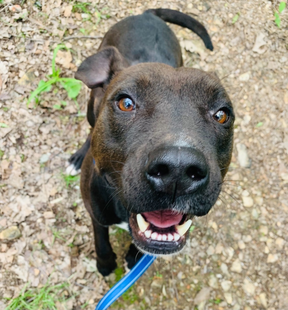 Raymond , a Adoptable mixed breed in Rogers, AR image 2/4