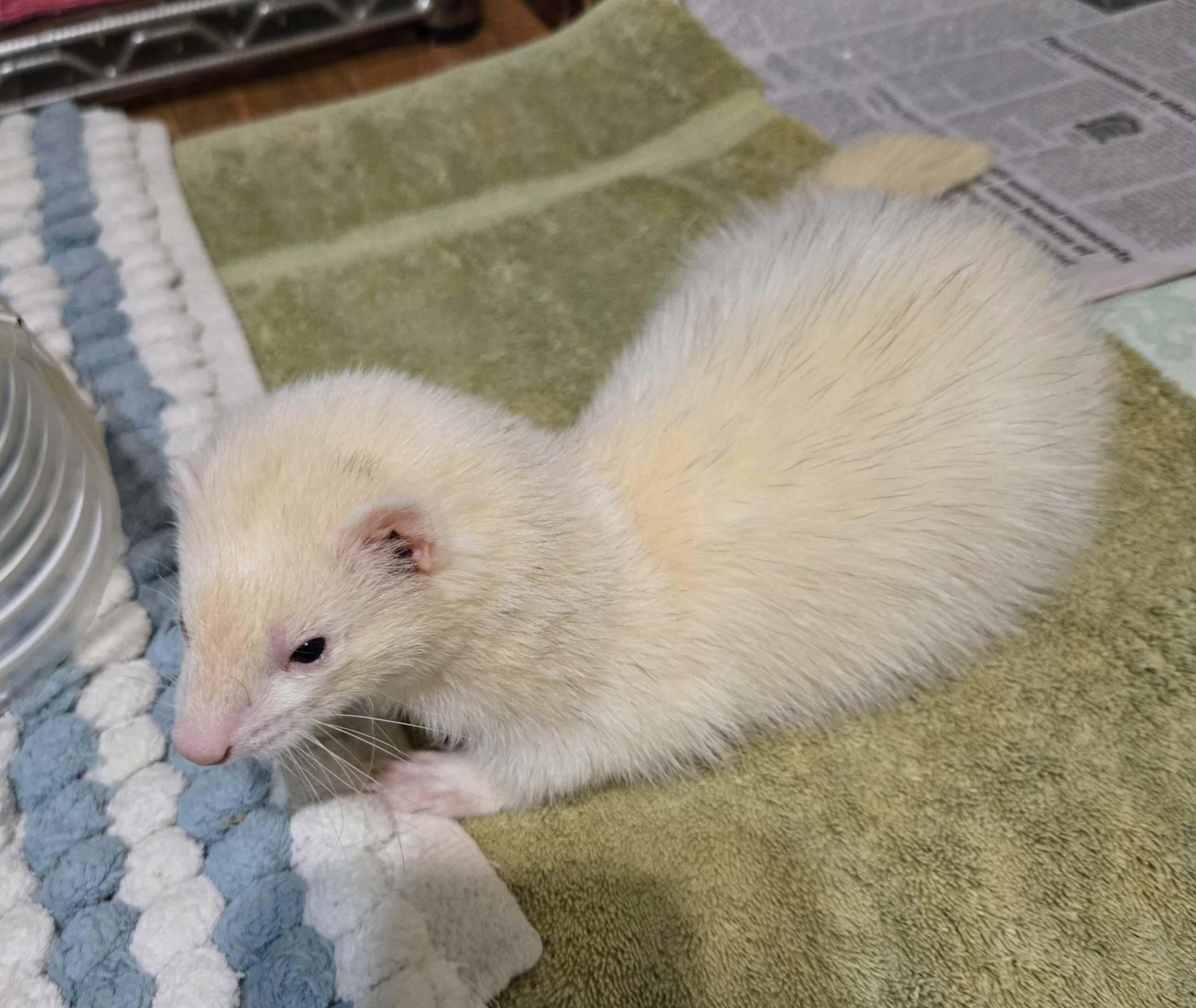Enlarge Daisy, a ADOPTABLE Ferret in Acworth, GA image 2/2