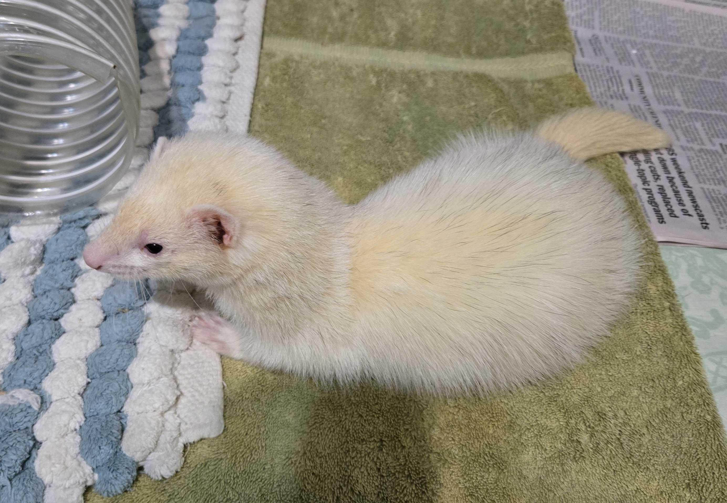 Enlarge Daisy, a ADOPTABLE Ferret in Acworth, GA image 1/2