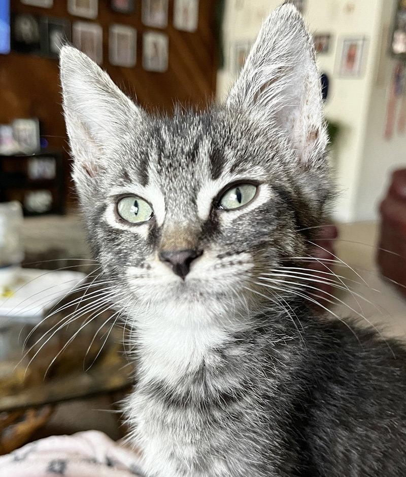 Enlarge Freddy Kruger, a Adopted Domestic Short Hair in Ventura, CA image 1/1