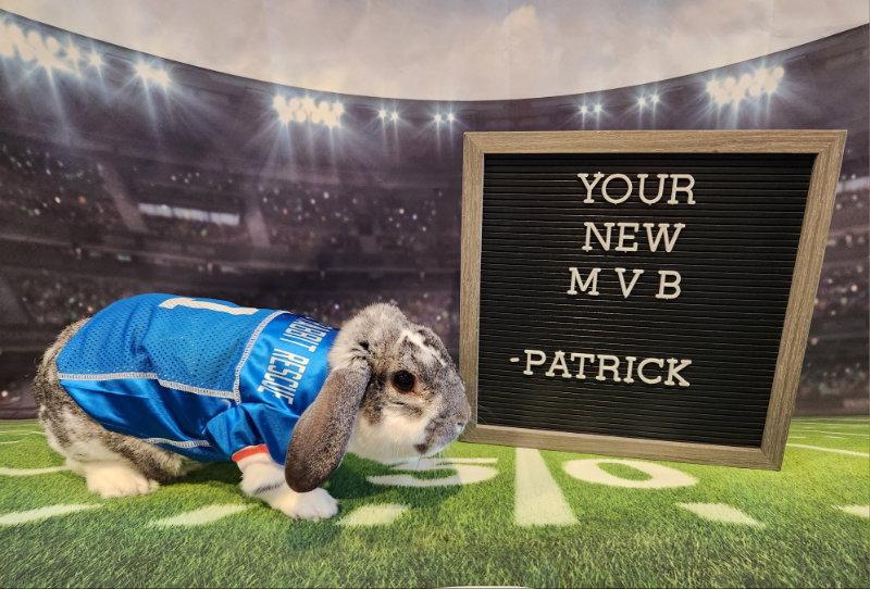 Enlarge Patrick, a Adoptable English Spot in Columbus, OH image 1/2