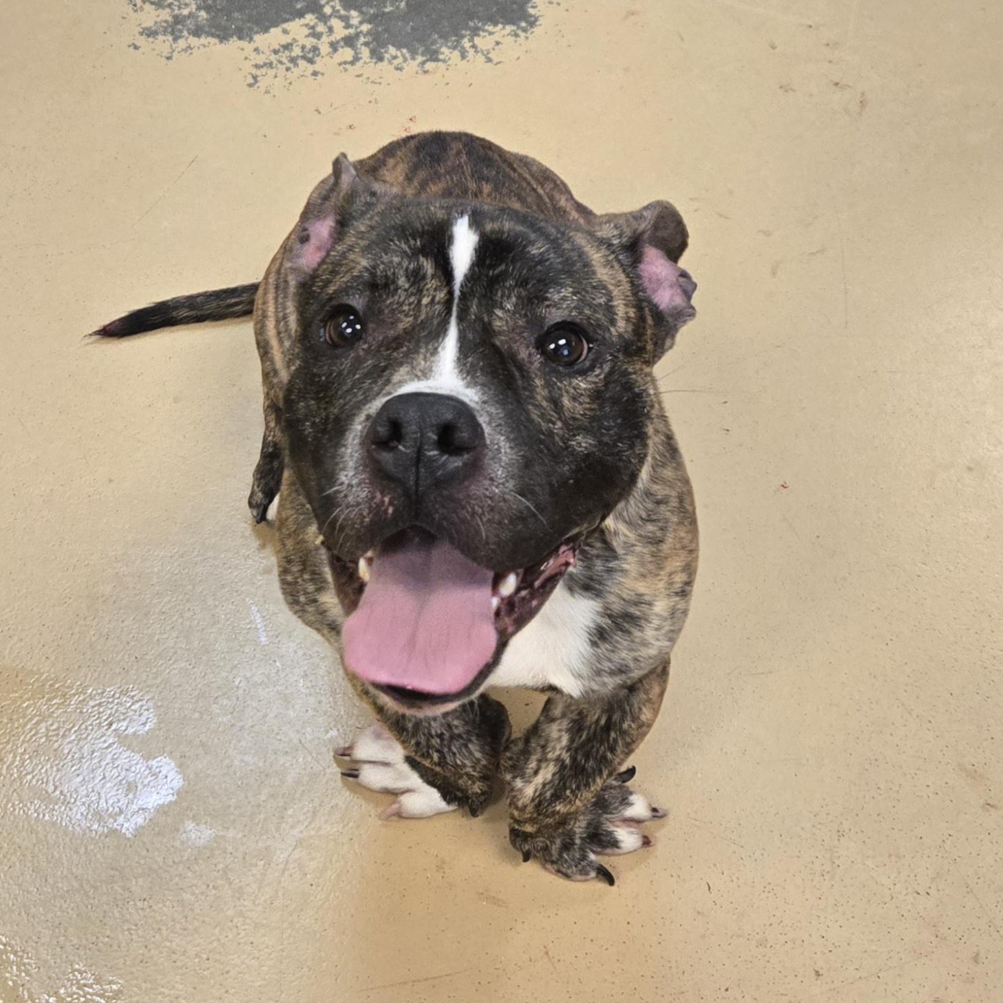 Enlarge RJ, a ADOPTABLE Bulldog in Xenia , OH image 4/6