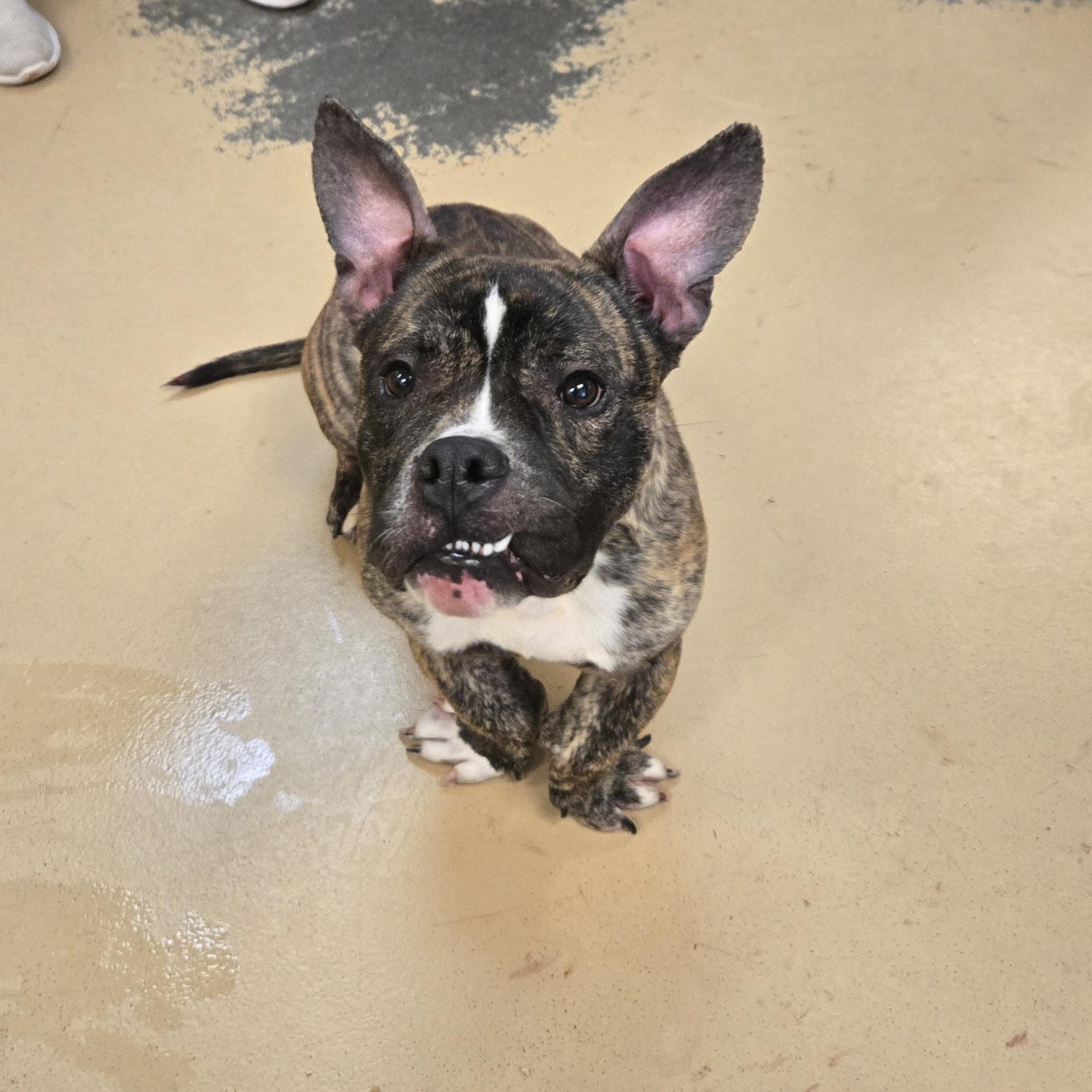 Enlarge RJ, a ADOPTABLE Bulldog in Xenia , OH image 5/6