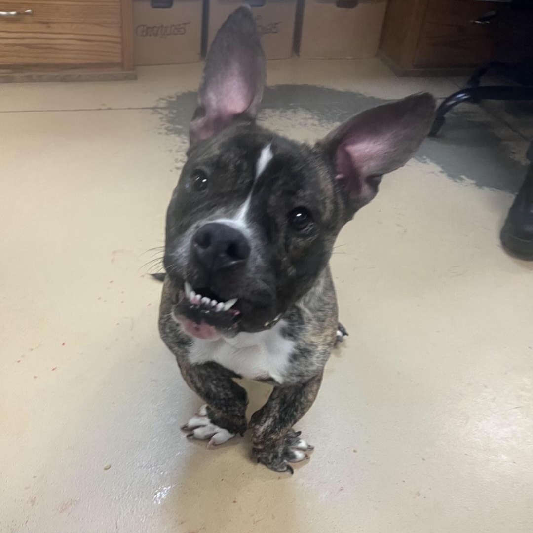 RJ (Coming Soon...), ADOPTABLE, Adult Male Bulldog.