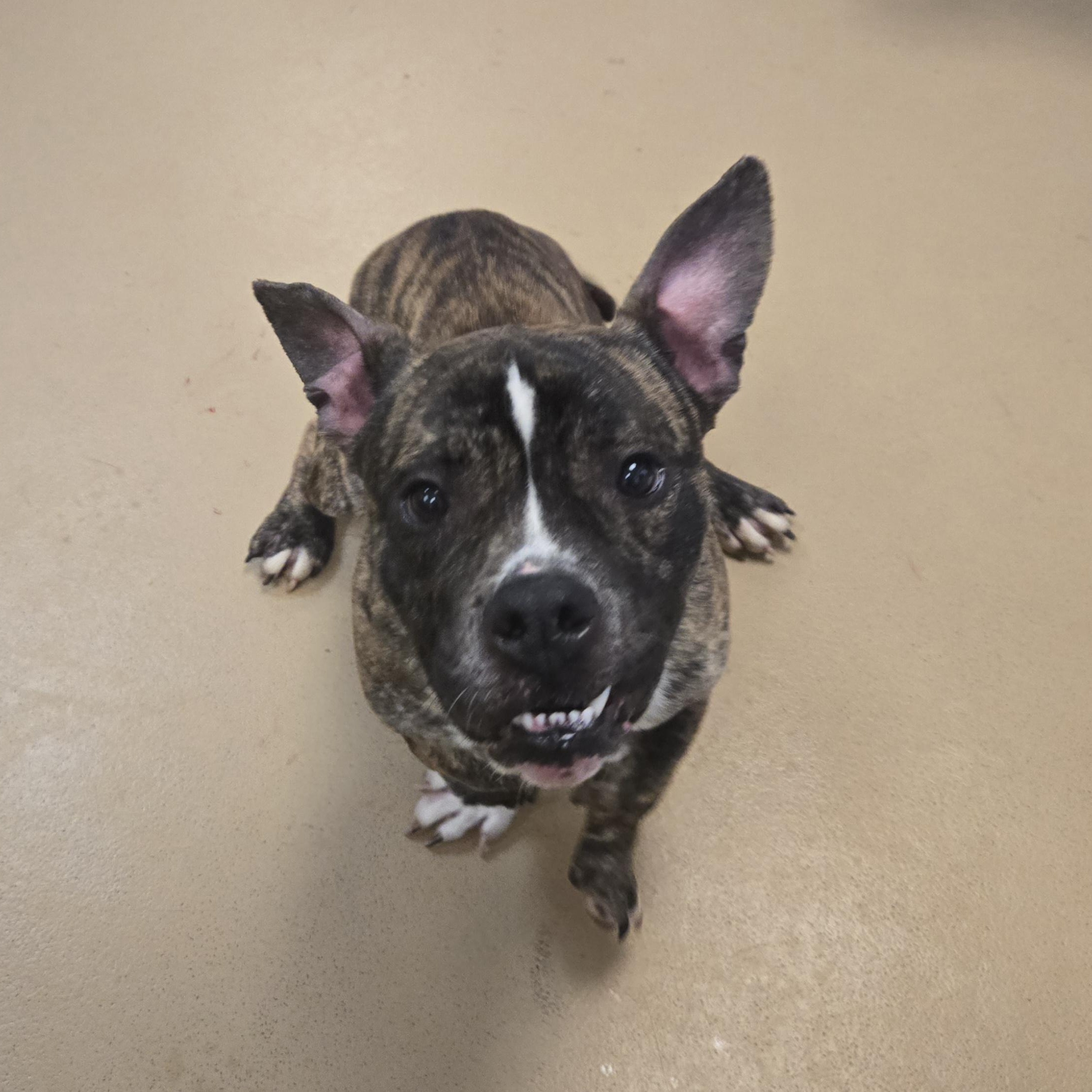 Enlarge RJ, a ADOPTABLE Bulldog in Xenia , OH image 3/6