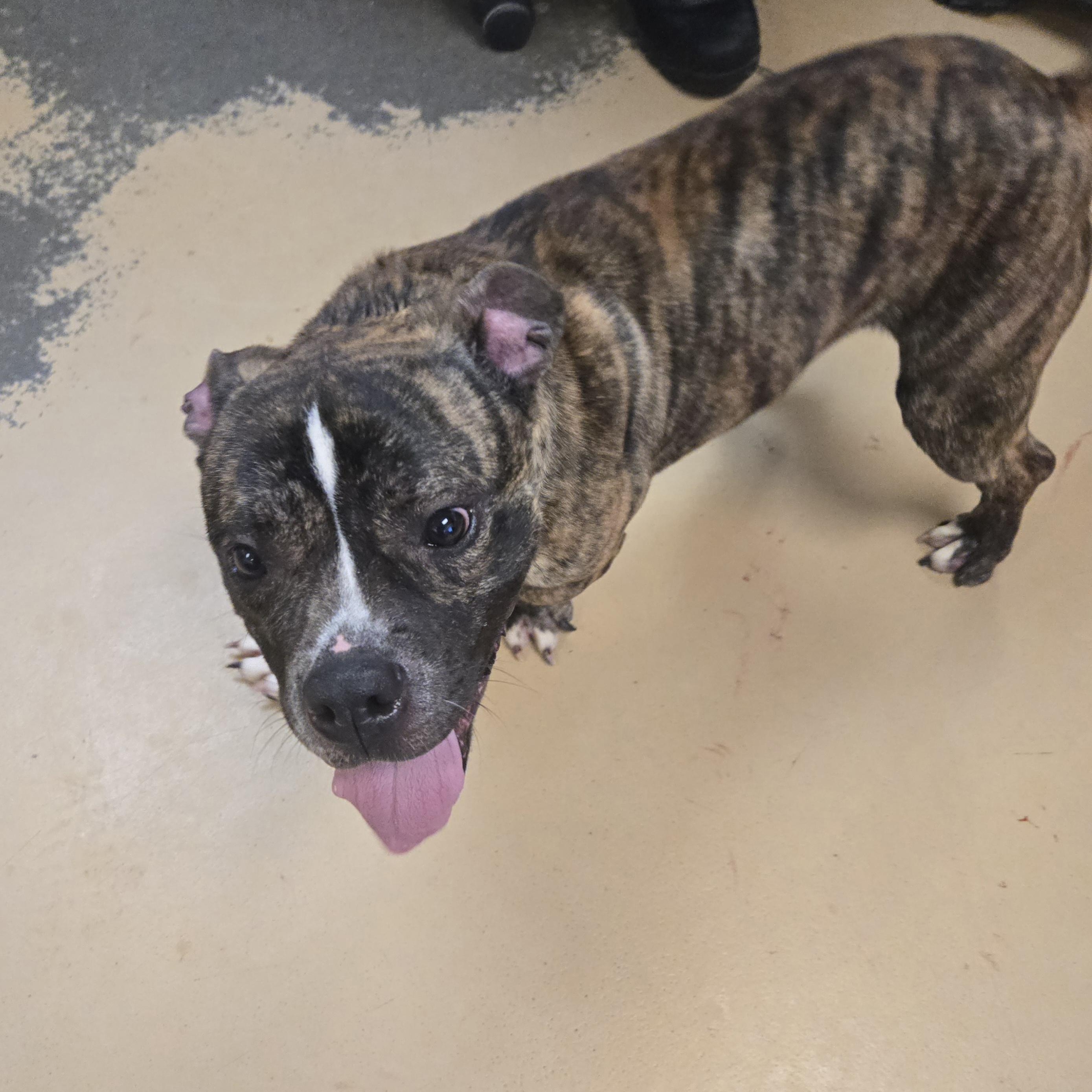 Enlarge RJ, a ADOPTABLE Bulldog in Xenia , OH image 2/6