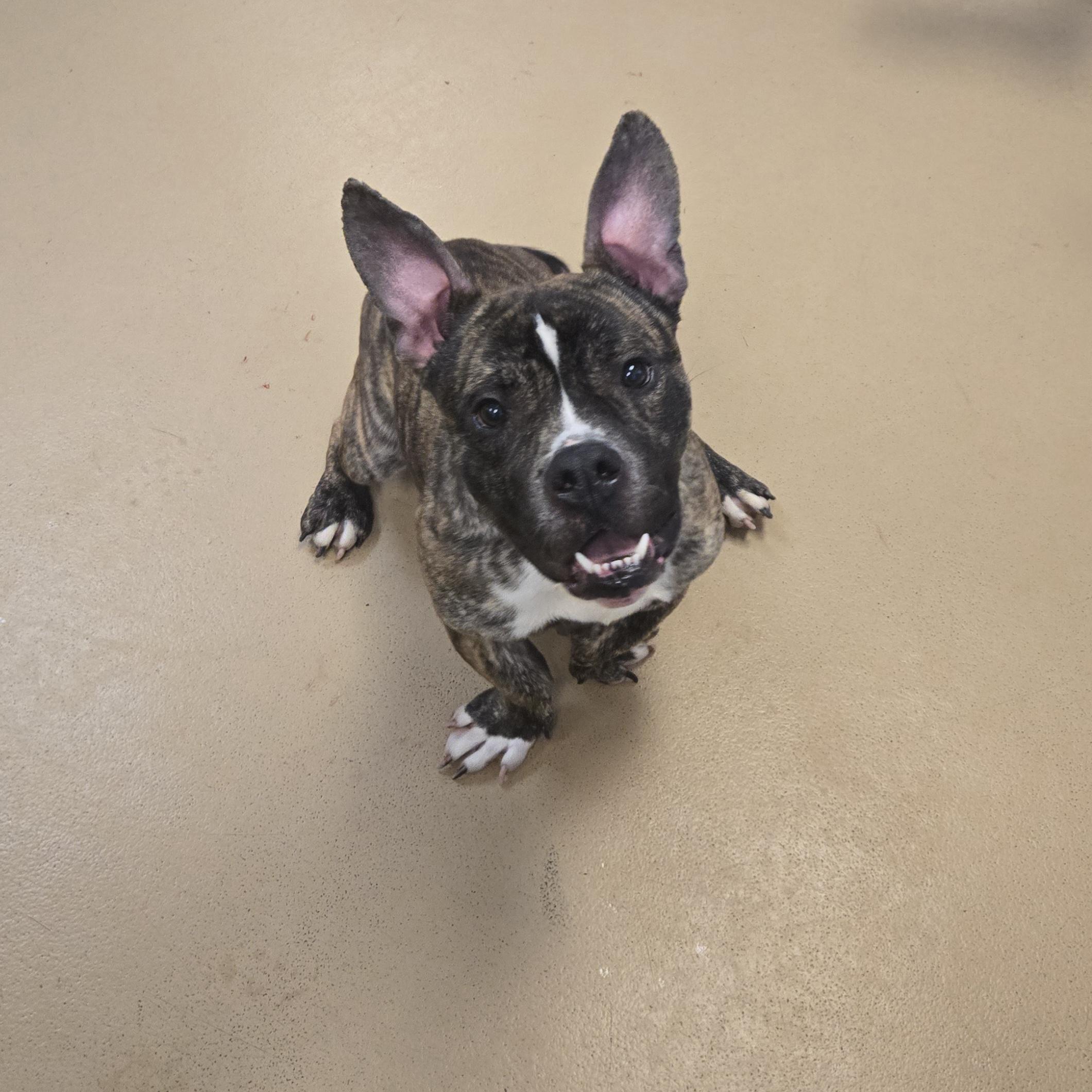 Enlarge RJ, a ADOPTABLE Bulldog in Xenia , OH image 6/6