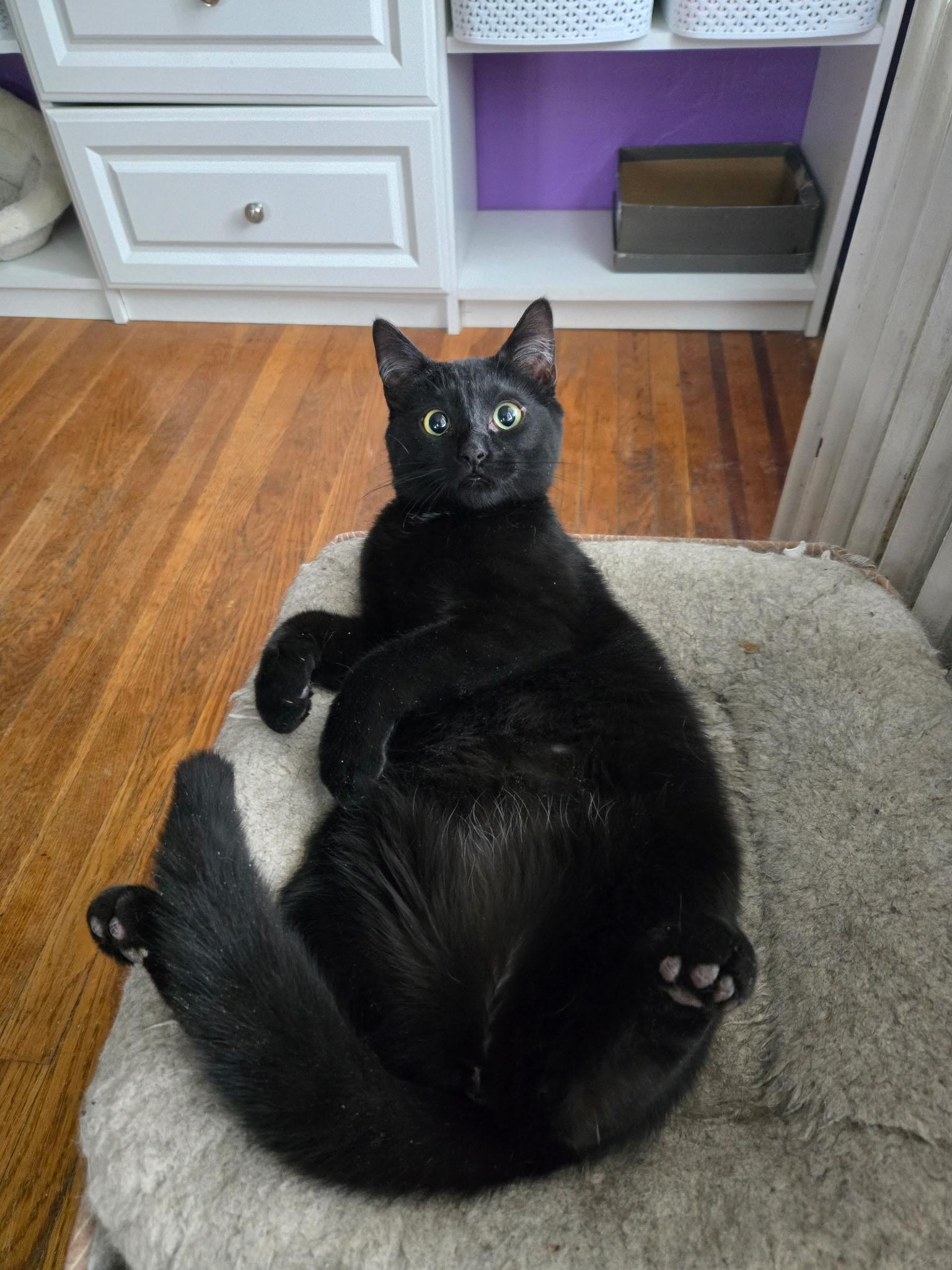 Robin, ADOPTABLE, Young Female Domestic Short Hair.